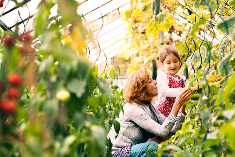 Mujer mayor con el grandaughter que cultiva un huerto en el jardín del patio trasero foto de archivo Mujer mayor con el grandaughter que cultiva un huerto en el jardín del patio trasero foto de archivo