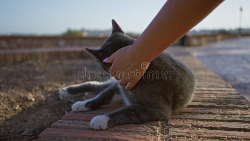 Mujer metiendo un lindo gato gris y blanco en una pared de ladrillo en un entorno urbano exterior con edificios borrosos en el fon metrajes
