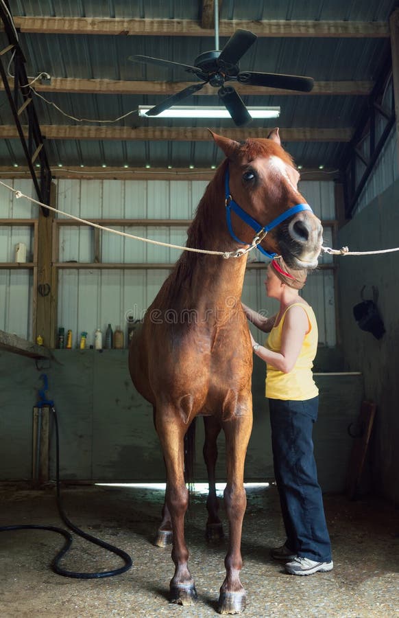 Woman Brushing Her Chestnut Gelding Horse in the Barn. Woman Brushing Her Chestnut Gelding Horse in the Barn