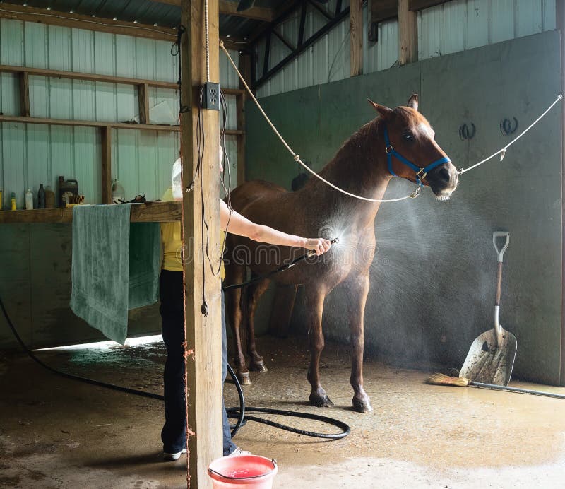 Woman washing a chestnut gelding horse in a barn. Woman washing a chestnut gelding horse in a barn.