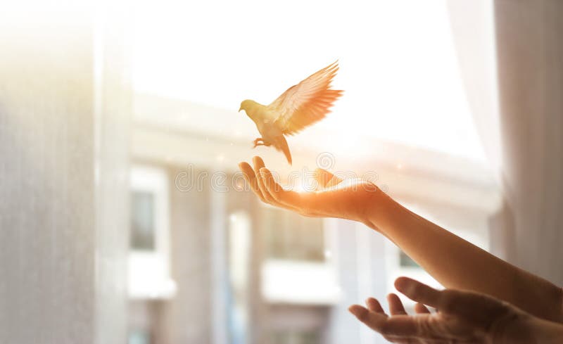 Mujer que ruega y liberar el pájaro a la naturaleza de ventana en casa en el fondo de la puesta del sol, concepto de la esperanza foto de archivo libre de regalías Mujer que ruega y liberar el pájaro a la naturaleza de ventana en casa en el fondo de la puesta del sol, concepto de la esperanza foto de archivo libre de regalías