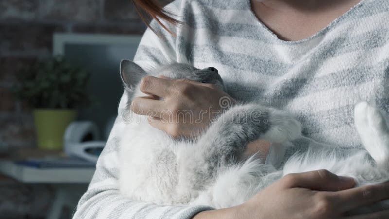 Mujer sosteniendo un hermoso gato en sus brazos metrajes