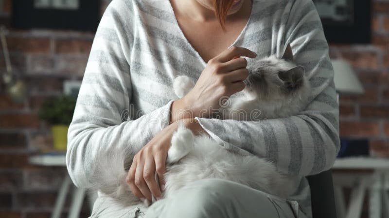 Mujer sosteniendo un hermoso gato en sus brazos almacen de video