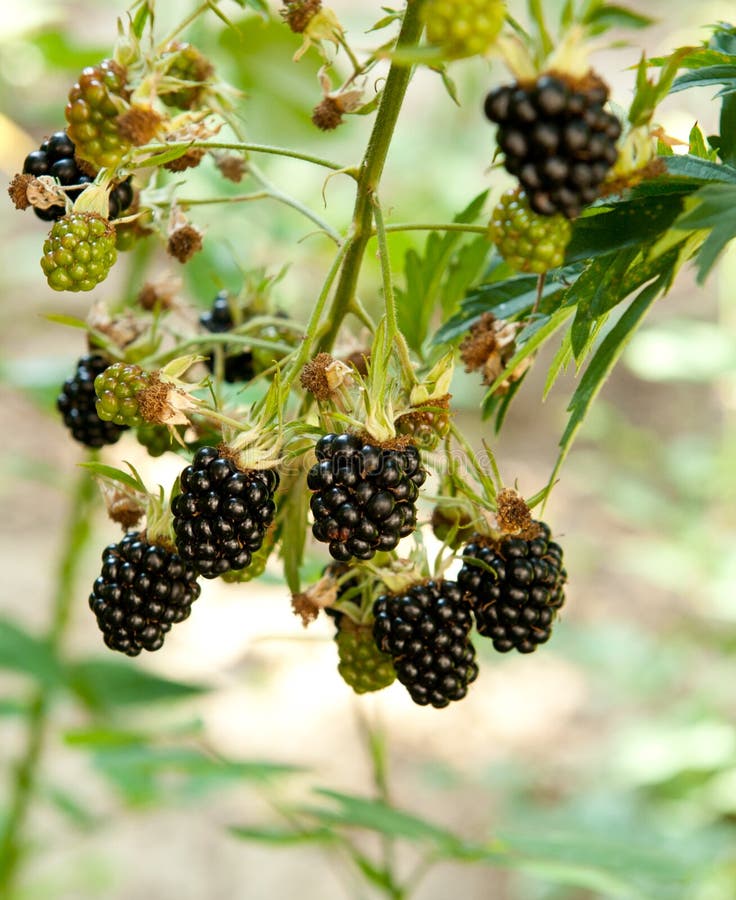 Mulberries fruits