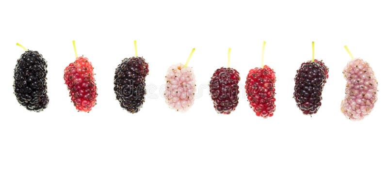 Mulberry berry on a white background royalty free stock images Mulberry berry on a white background royalty free stock images