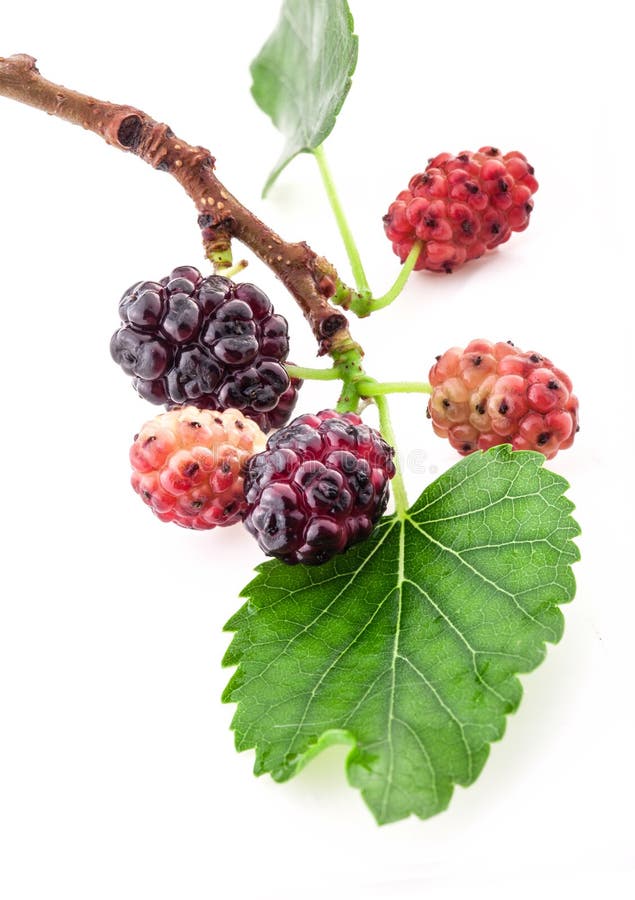Mulberry on a Branch with a Leaf Stock Photo Image of colorful, ripe