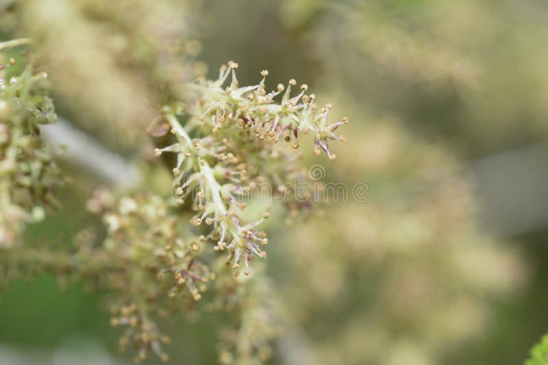 Mulberry flowers. stock image. Image of growth, delicious - 248243561