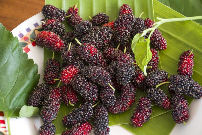 Mulberry fresh in Fruit tray royalty free stock images Mulberry fresh in Fruit tray royalty free stock images