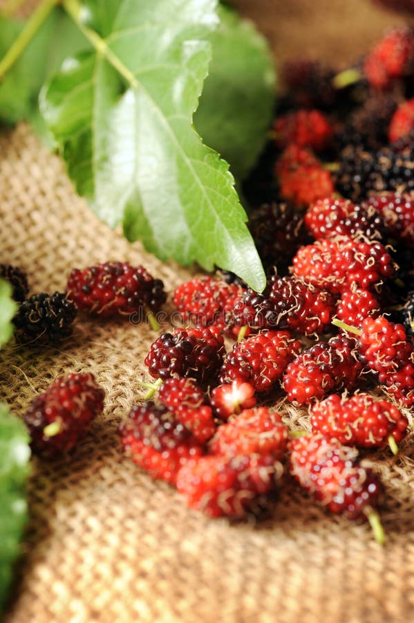 Mulberry fruit stock photo. Image of sweet, freshness 17690324