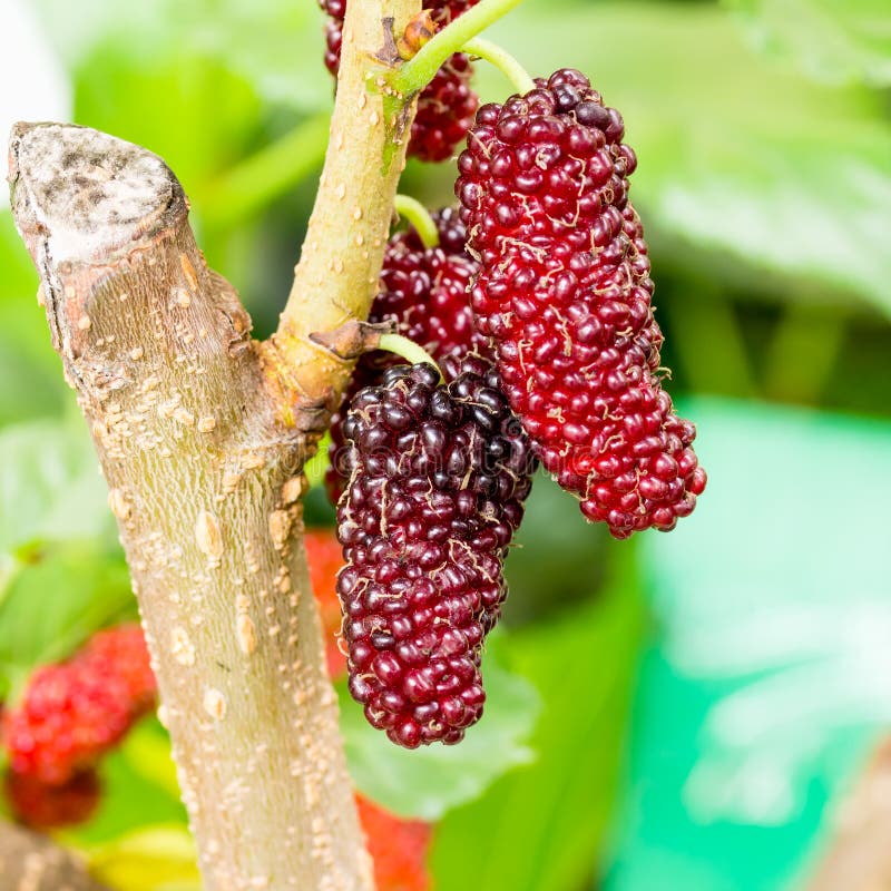 Mulberry fruit stock image. Image of natural, nutrition 35993569