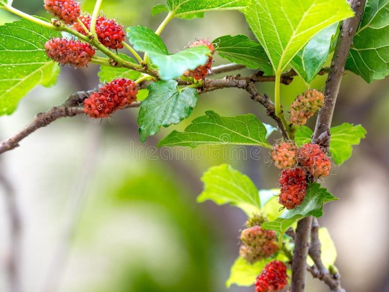 Mulberry fruit and green leaves on the tree. Mulberry this a fruit and can be eaten in have a red and purple color. Mulberry is de