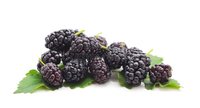 A mulberry with leaves royalty free stock photos A mulberry with leaves royalty free stock photos