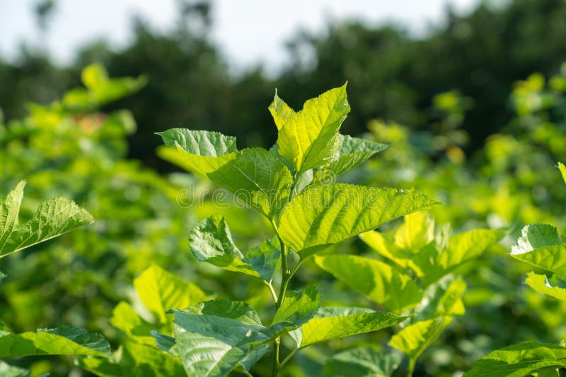 Mulberry Tree in the Garden. Mulberry Leaf is Food for Silkworm, To