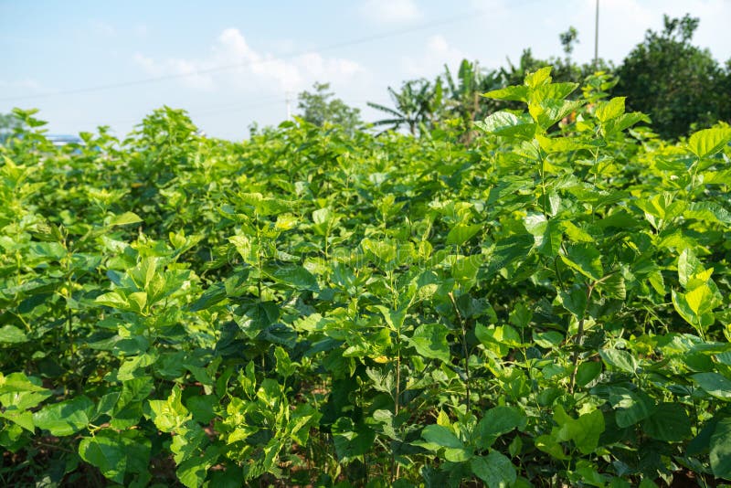 Mulberry Tree in the Garden. Mulberry Leaf is Food for Silkworm, To