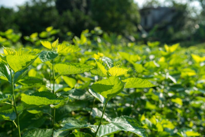 Mulberry Tree in the Garden. Mulberry Leaf is Food for Silkworm, To