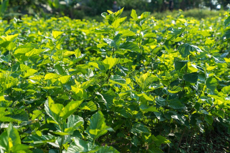 Mulberry Tree in the Garden. Mulberry Leaf is Food for Silkworm, To