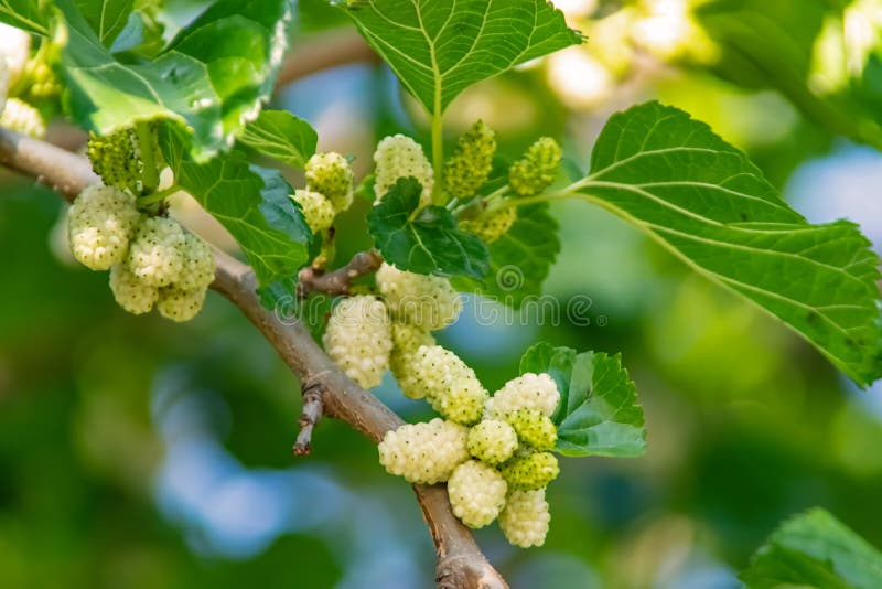 Mulberry tree and mulberries with green leaves