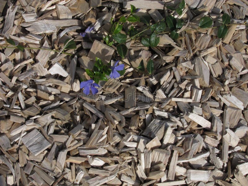 Mulching a Flower Bed with Wood Chips Stock Photo Image of mulch