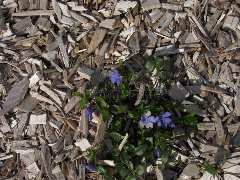 Mulching a Flower Bed with Wood Chips Stock Photo Image of mulch