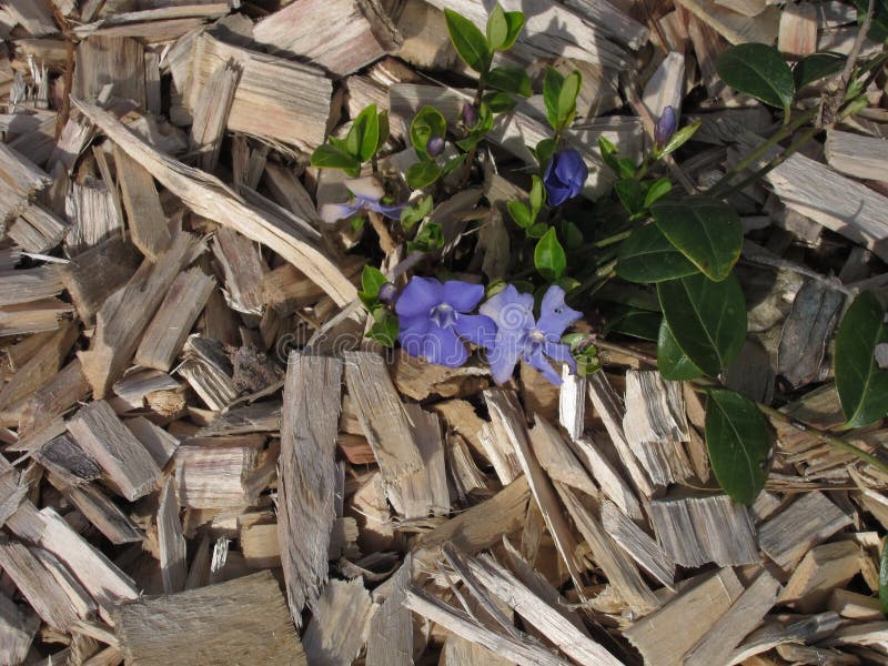 Mulching a Flower Bed with Wood Chips Stock Photo Image of mulch