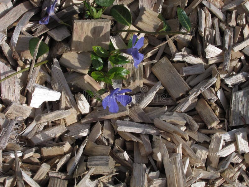 Mulching a Flower Bed with Wood Chips Stock Photo Image of mulch