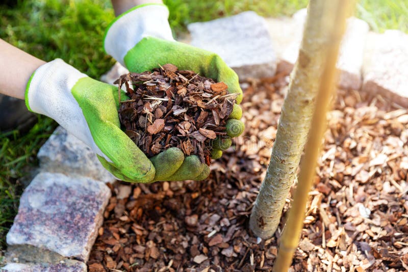 Mulching Flowerbed with Pine Tree Bark Mulch Stock Photo - Image of ...