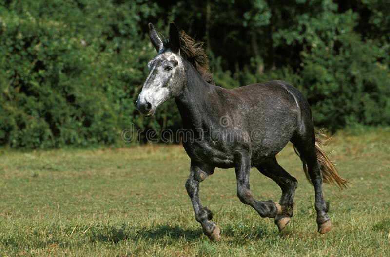 Mule, Crossbreed of a Male Donkey and a Female Horse