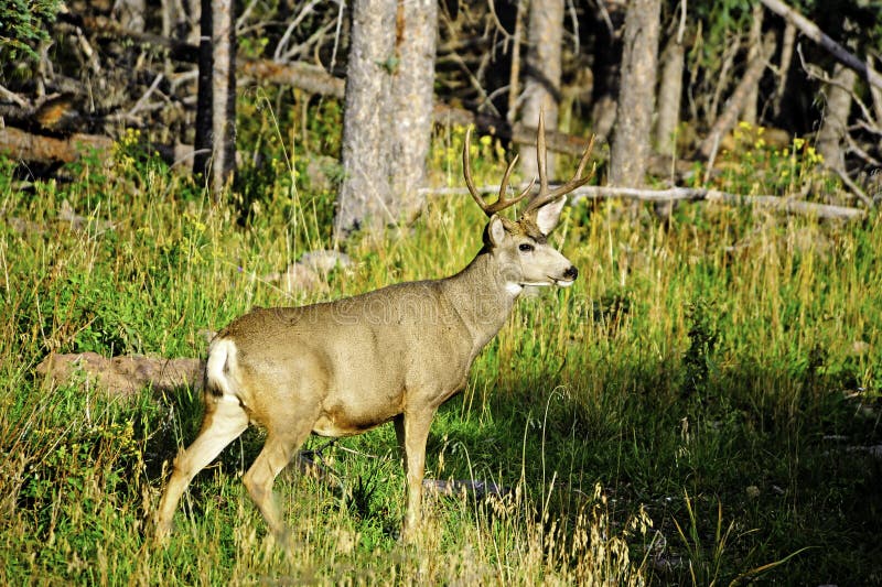 Mule Deer