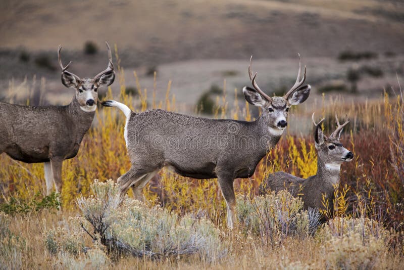 Mule deer bucks wildlife herd buck antler stock images