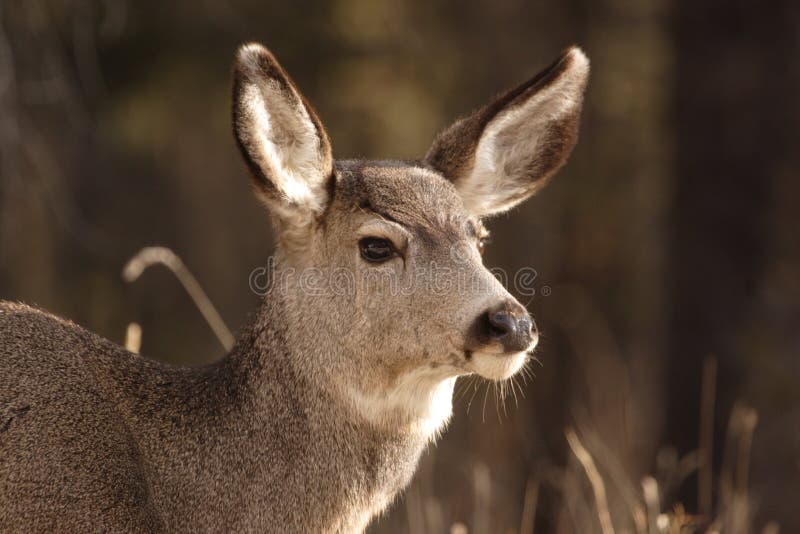 Mule deer.