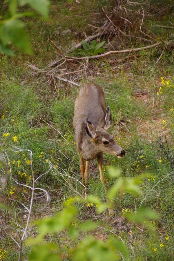 Mule deer along the Virgin River royalty free stock photos