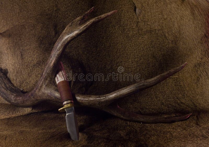 Mule Deer Antlers, knife, & hide