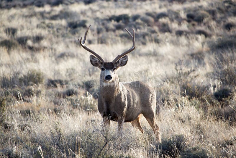 Mule Deer Buck on Skyline stock photo. Image of wildlife - 10101580