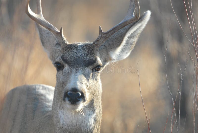 Mule Deer Buck