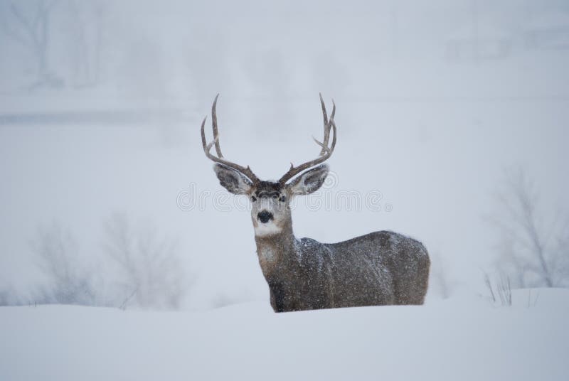 Mule Deer Buck royalty free stock photography