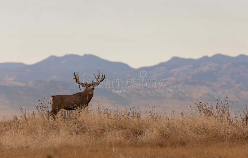 Mule Deer Buck in Autumn in Colorado stock photography