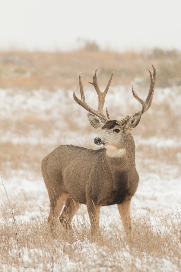 Mule Deer Buck stock image. Image of outdoors, deer, colorado 79940531