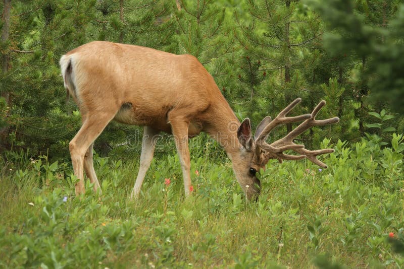 Mule Deer buck browsing