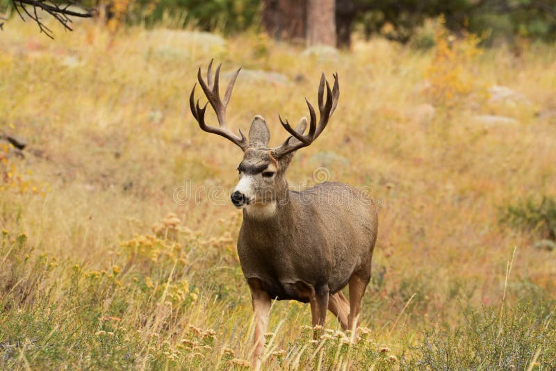 Mule Deer Buck Deer standing in tall grass during hunting season