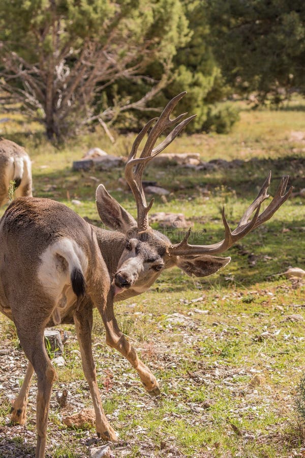 Mule Deer Buck Broadside stock photo. Image of america 35800154