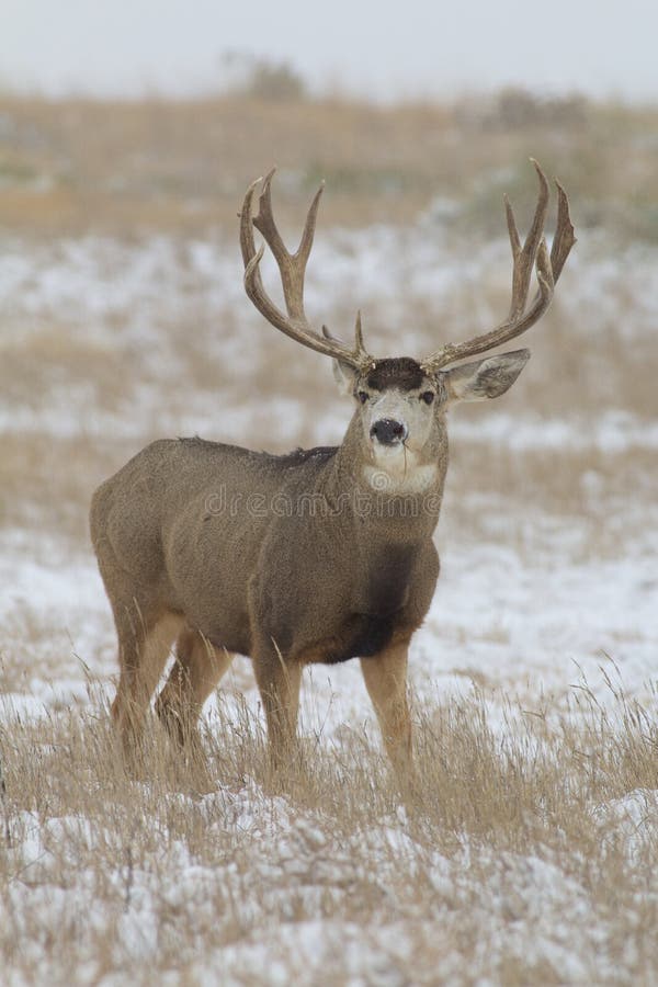 Mule Deer Buck stock photo. Image of west, animal, trophy - 35800134