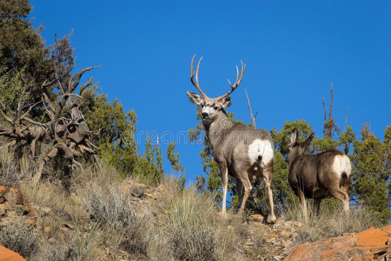 Mule Deer royalty free stock images