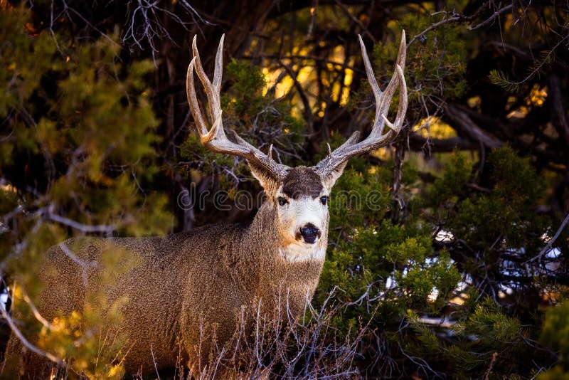 Mule deer buck in Mesa Verde National Park