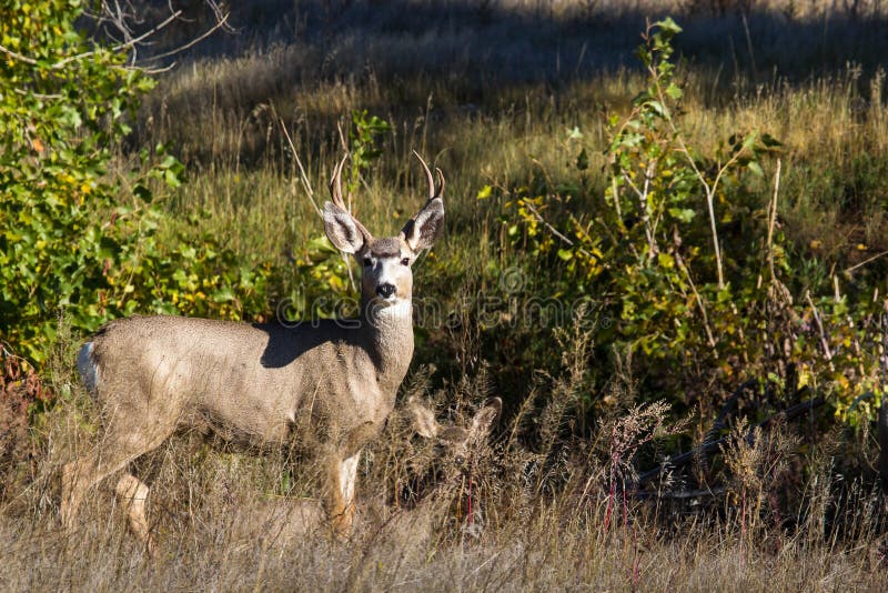 Mule Deer Buck royalty free stock photography