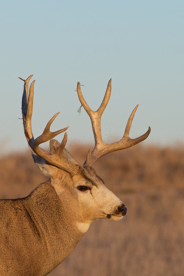 Mule Deer Buck Portrait royalty free stock image