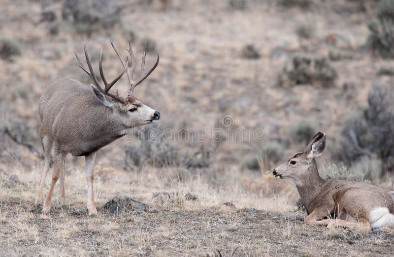 Mule deer buck during rut