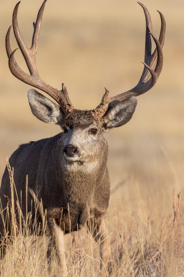 Mule Deer Buck in Rut in Fall Stock Photo - Image of wild, mule: 170930816