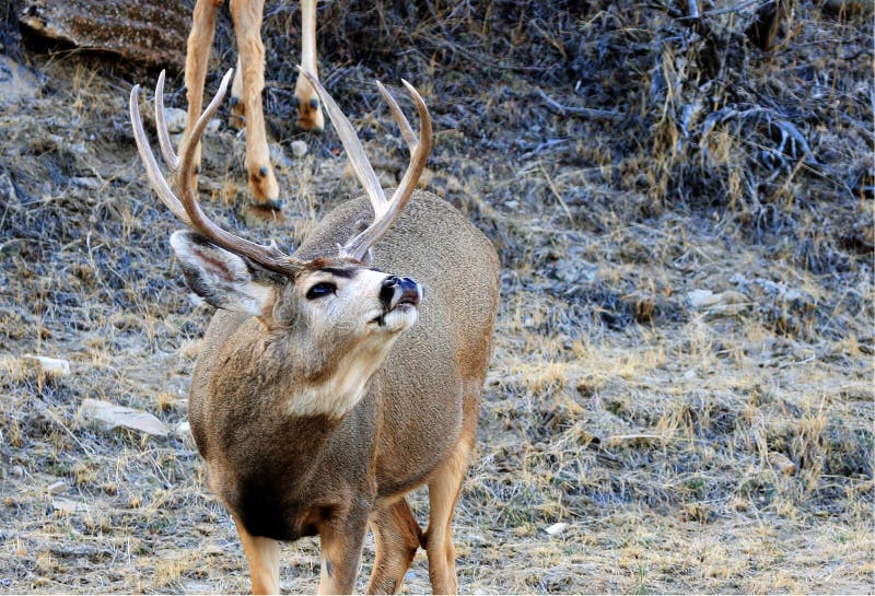 Mule deer buck in rut