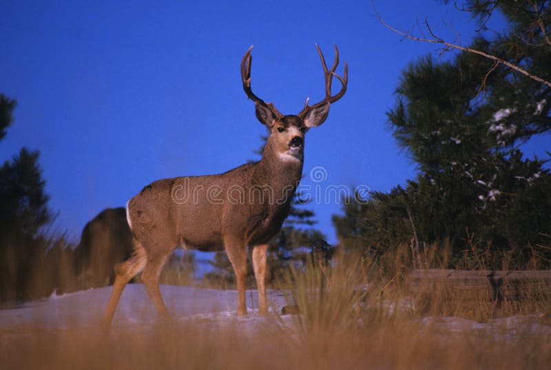 Mule Deer Buck on Skyline stock photo
