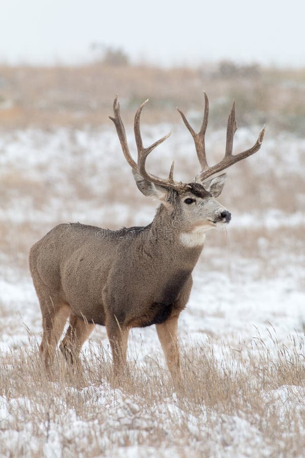 Mule Deer Buck Standing in Snow Stock Photo - Image of buck, snow: 52475188